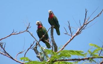 Bahamas parrots sitting in a tree